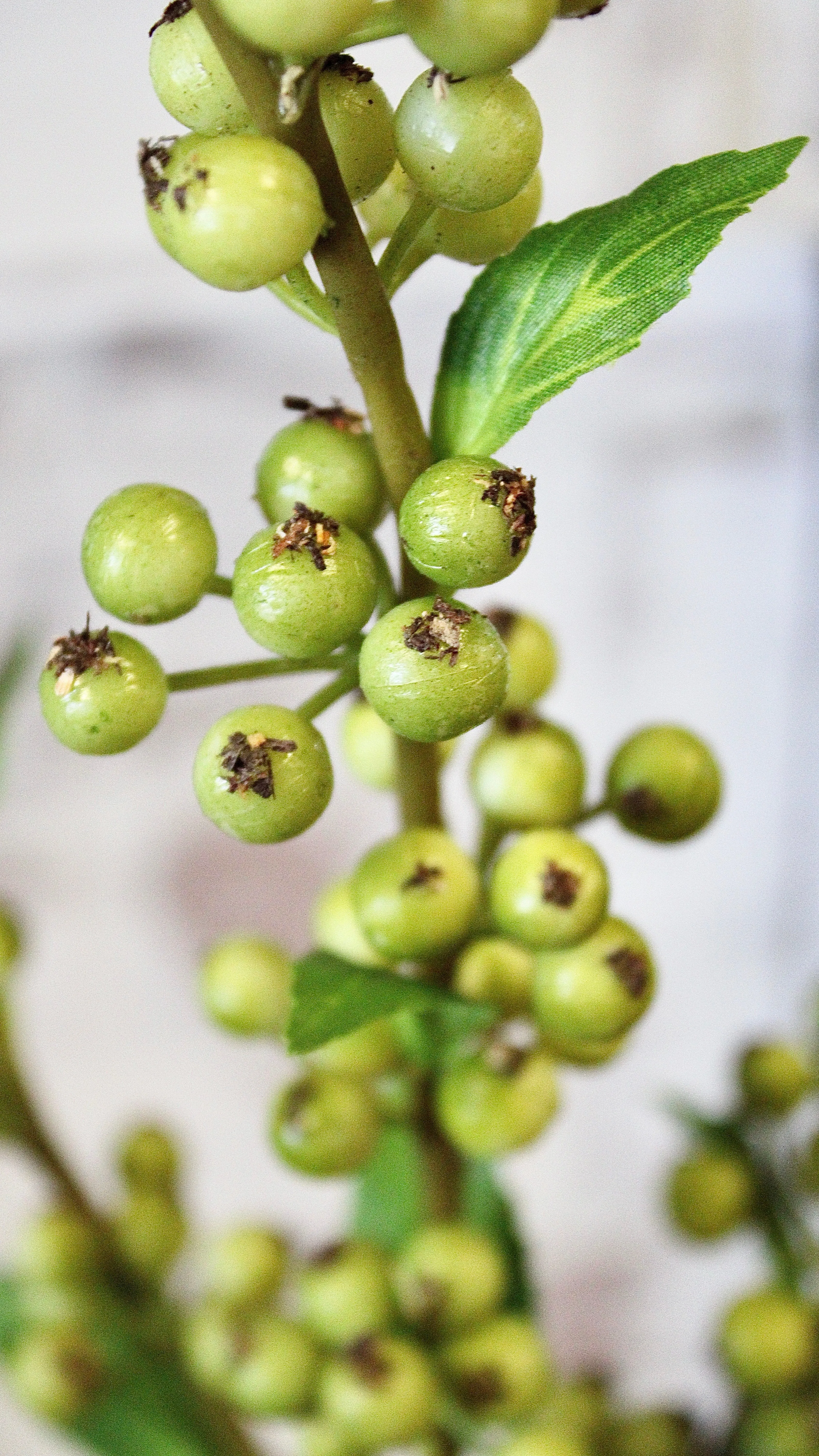 Buckthorn Berry Spray