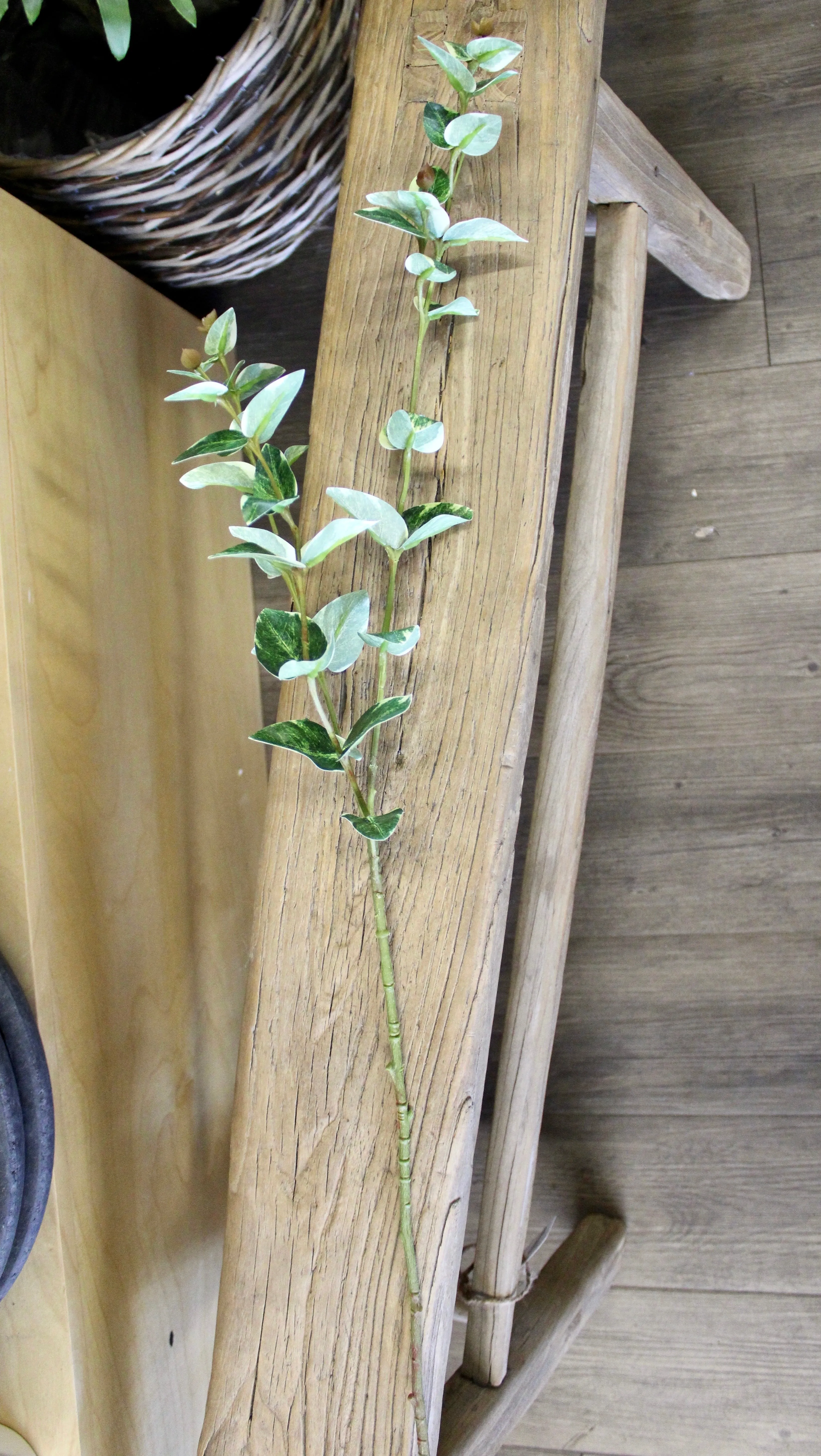 Ruscus Spray